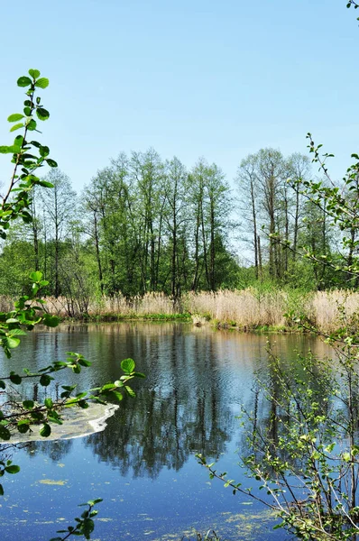 Sahilden bir orman gölü manzarası, uzun kuru otlarla kaplanmış. Güneşli bahar günü.