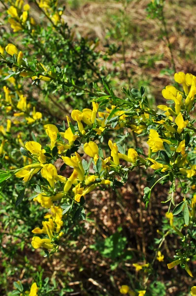 Blurred Background Yellow Flowers Leaves Plant Background Design Bokeh Lat — Stock Photo, Image