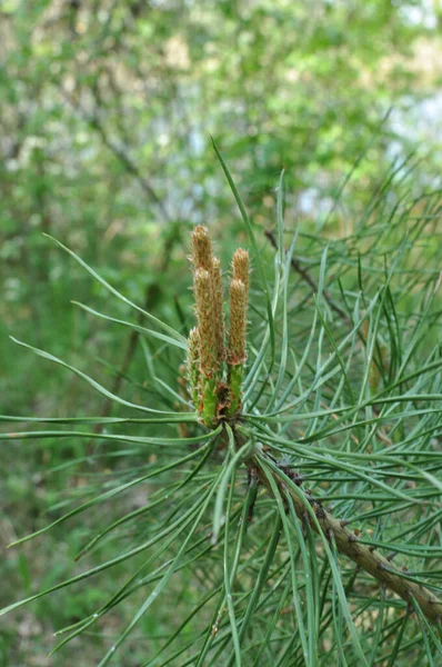 Brotes Primer Plano Pino Pino Escocés Lat Latin Pnus Sylvstris — Foto de Stock