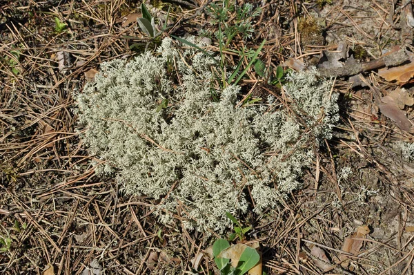 Ліхтенштейн Англ Lichens Крупним Планом Лишайник Землі Лісі Серед Загиблих — стокове фото
