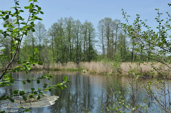 Panoramautsikt Över Skogssjön Klar Vårdag Skogen — Stockfoto