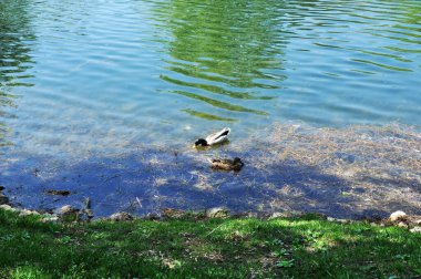 Ördeklerle dolu göl kıyısı. İki ördek su bitkilerinde yiyecek arıyor. Güneşli bahar günü.