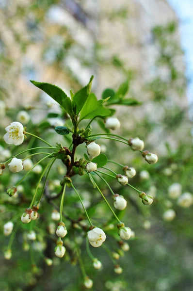 Fundo Borrado Castanha Flor Fundo Borrado Flores Folhas Verdes Céu — Fotografia de Stock