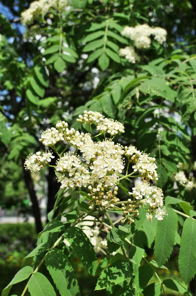 Bloeiende Lijsterbes Bloeiwijzen Rowan Bloemen Bladeren Close Bokeh — Stockfoto