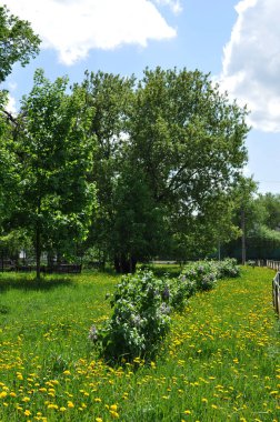 Şehir meydanının panoramik manzarası. Çiçek açan leylak çalıları. Parkta bahar günü.
