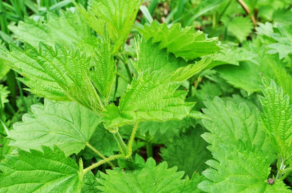 Närbild Flera Nässlor Blad Gröna Blad Nära Håll — Stockfoto