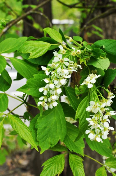 Närbild Körsbärsblommor Vårblommande Sakura Bakgrund Struktur Närbild — Stockfoto