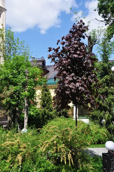 단풍나무 Lat Acer Rubrum 모스크바 광장에 단풍나무 — 스톡 사진