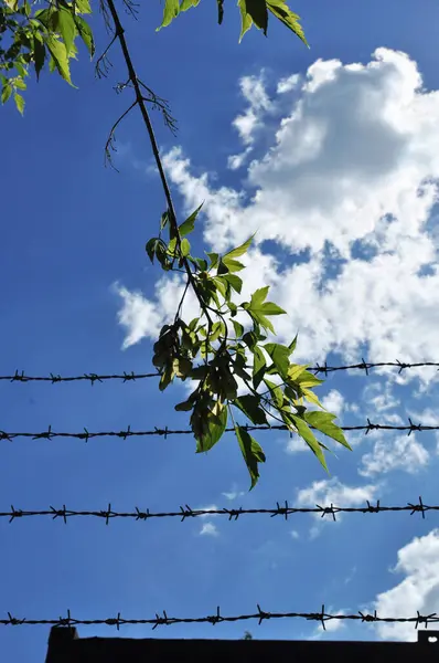 Větev Stromu Zelenými Listy Pozadí Modré Oblohy Ostnatým Drátem Jaro — Stock fotografie