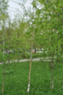 Yeşil yapraklı küçük ağaçların bulanık arkaplanı. Odaklanamayan ağaçlar ve yeşil çimenler.