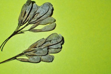 Açık yeşil arka planda kuru akçaağaç tohumları. Arkaplan, bokeh, tasarım.