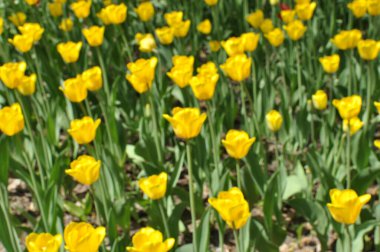 Odaklanamayan çiçekler. Sarı laleler, bokeh. Bahar çizimi.