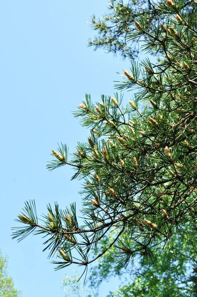 Fresh Sprout Pine Tree Close Pine Branch Blue Sky — Stock Photo, Image