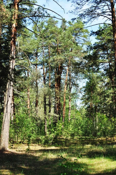 Ładny Widok Las Sosnowy Ścieżka Leśna Wysokie Sosny Dzień Wiosny — Zdjęcie stockowe