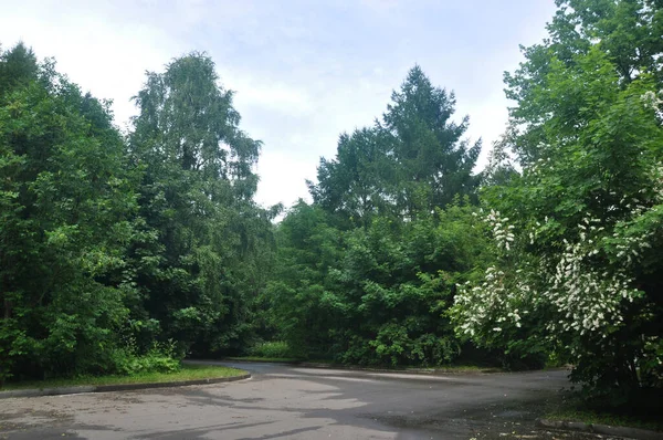 Blick Auf Den Stadtpark Blühende Jasminbüsche Geteerte Wege Park — Stockfoto
