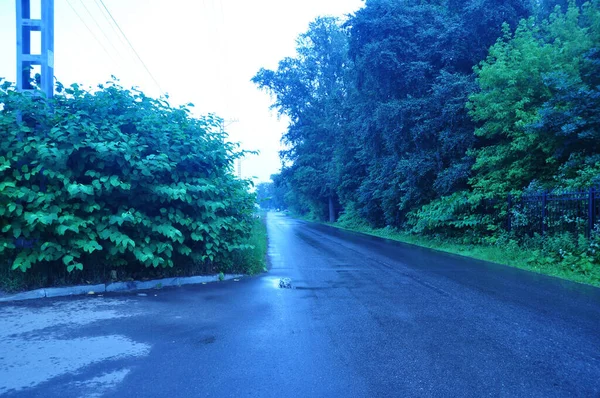 Park boyunca asfalt yol manzarası. Yağmurdan sonra asfalttaki su birikintileri. Şehir Parkı.