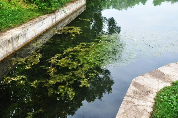 Kanal manzaralı. Summer, göletteki su çiçek açtı. Göldeki su bitkileri.