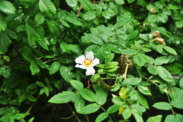 Kwitnący Biały Krzew Kwiatowy Biały Kwiat Tle Zielonych Liści Tło — Zdjęcie stockowe
