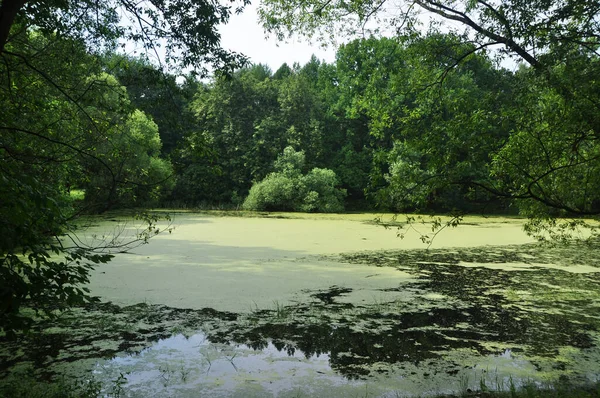 Summer Water Pond Has Bloomed Pond Covered Green Algae Panoramic — Φωτογραφία Αρχείου