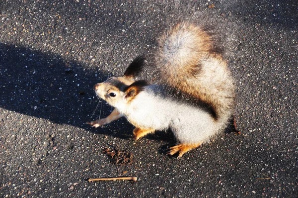 Kleines Eichhörnchen Auf Dem Bürgersteig Das Eichhörnchen Ist Auf Nahrungssuche — Stockfoto