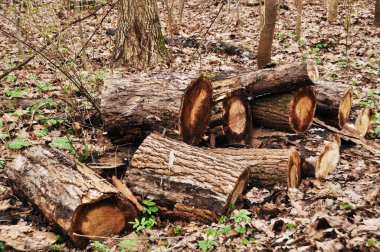 Parçalara ayrılmış bir ağaç gövdesi. Sonbahar yapraklarında devrilmiş ağaç. Parkta sonbahar.
