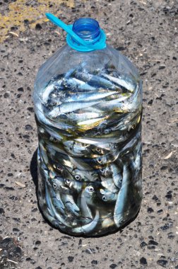Balıkçı avı. Şişedeki küçük balık. Plastik bir kabın içinde balık.