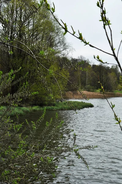 湖中的河岸长满了树木 透过树枝看湖水 — 图库照片