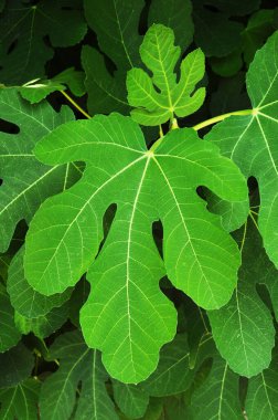 Bir bitkinin yeşil yaprağı. Arkaplan, doku.