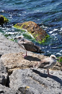 Büyük bir taşın üzerindeki martı. Beyaz köpüklü deniz dalgaları. Yaz güneşli bir gün.