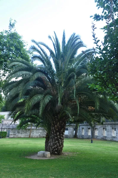Grote Mooie Palmboom Een Ruime Palm Boom Een Groene Weide — Stockfoto