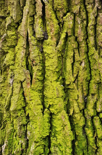 Bark Old Tree Close Tree Bark Covered Green Moss — Fotografia de Stock