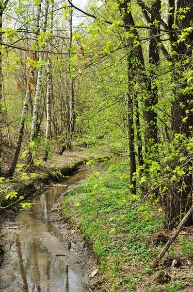 Vue Panoramique Ruisseau Dans Parc Ville Été Dans Parc — Photo