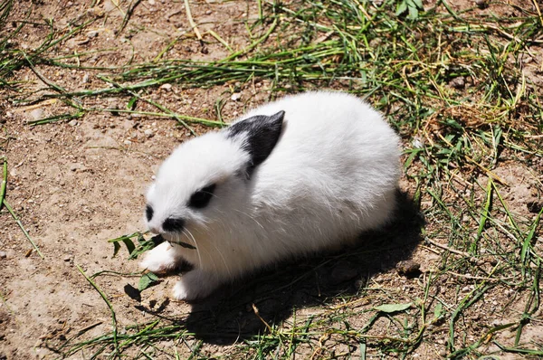 Little rabbit. Rabbit with black ears on the ground. Summer, dry land.