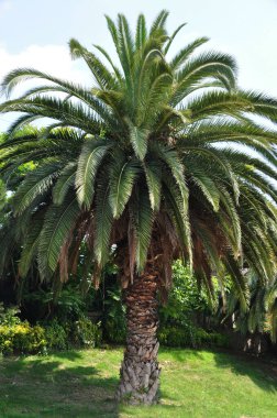 Limanın panoramik görüntüsü. Büyük taşlı ve sakin deniz yüzeyli bir sahil. Yaz. İstanbul, Türkiye, 12 Temmuz 2021