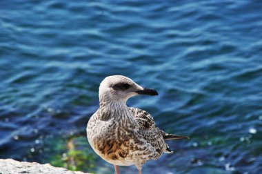 Martı yakın plan. Bulanık dalgaların arka planına karşı martı. Bokeh.