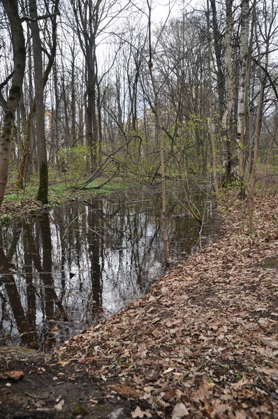 Bosque Primavera Parque Después Lluvia Gran Charco Agua Después Una —  Fotos de Stock