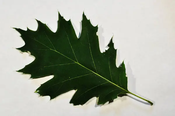 Maple Leaf Close Green Leaf Light Background — Stock fotografie