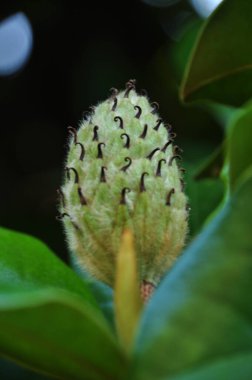 Çiçek açan güzel çiçek. Yeşil yaprakların bulanık arka planında bir çiçek. Arkaplan, doku, bokeh.