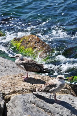 Köpük dalgaların arka planında iki martı. Koyun kıyısındaki kuşlar taşların üzerinde.