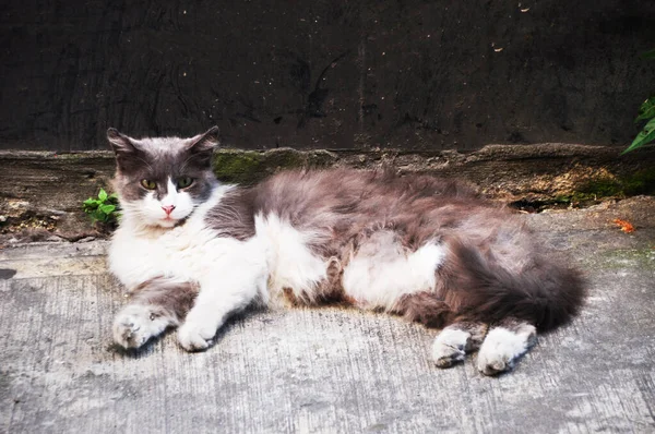 Cat Resting Ground Gray White Cat City Street — Stock fotografie