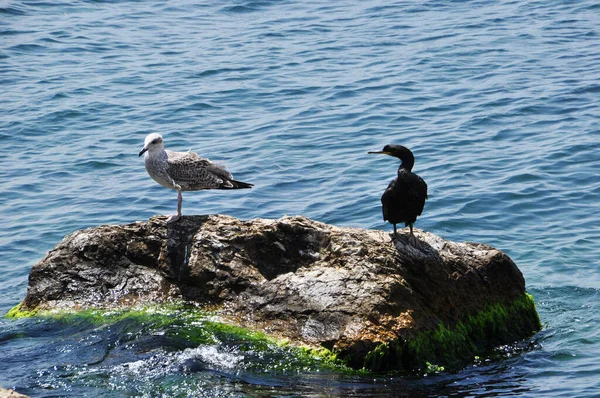 Gaivota Pato Preto Uma Grande Pedra Panorama Mar Calmo Pássaros — Fotografia de Stock
