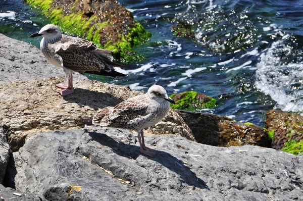 Duas Gaivotas Beira Mar Pássaros Costa Pedra Espuma Branca Nas Imagem De Stock