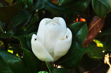 Daldaki büyük beyaz çiçek. Yeşil yapraklı bir çiçek. Arkaplan, doku.