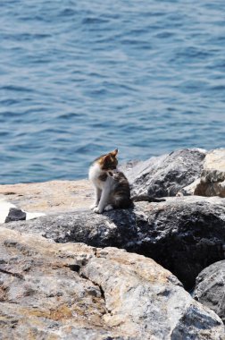 Kıyıdaki büyük bir taşın üzerinde küçük bir kedi yavrusu oturuyor. Deniz dalgalarının arka planındaki kedi yavrusu.
