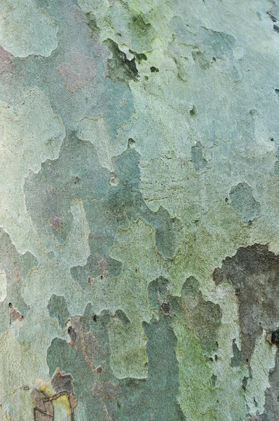 一棵老树的树皮 — 图库照片