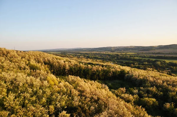 Vista Panorâmica Floresta Cima Verão Dia Ensolarado — Fotografia de Stock