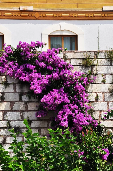 Une Guirlande Fleurs Sur Une Clôture Pierre Fleurs Violettes Sur — Photo