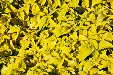 Arka plan, küçük açık yeşil yaprakların dokusu. Yeşil yapraklardan bir halı.