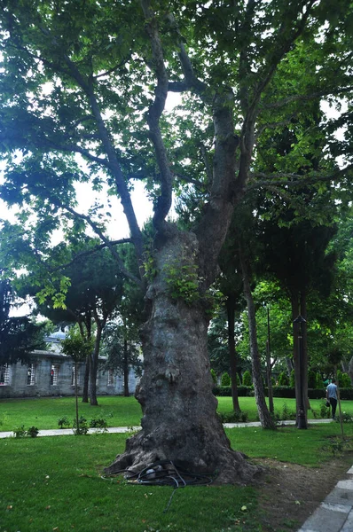 树干一棵又大又厚的老树的树干城市公园里一棵孤零零的老树 — 图库照片