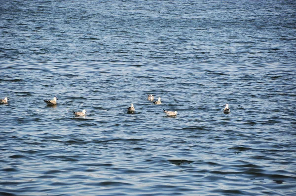 Several Seagulls Floating Waves Panorama Calm Sea — Stock Photo, Image